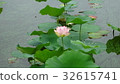 Flowering lotus and the water behind it Nagai Botanical Garden Lotus Festival 32615741