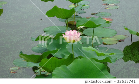 Flowering lotus and the water behind it Nagai Botanical Garden Lotus Festival Flowering lotus and the water behind it Nagai Botanical Garden Lotus Festival 32615741