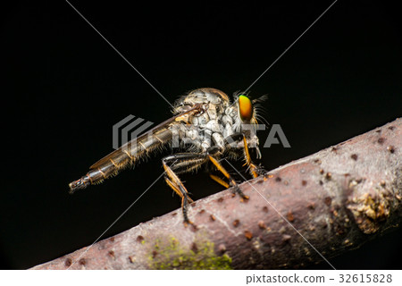 Male Robberfly, (Neoitamus flavofemoratus) 32615828