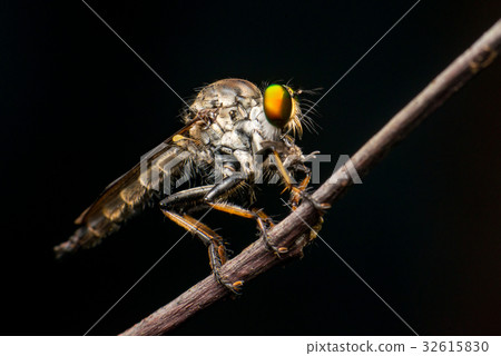 Male Robberfly, (Neoitamus flavofemoratus) 32615830