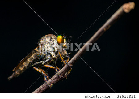 Male Robberfly, (Neoitamus flavofemoratus) 32615831