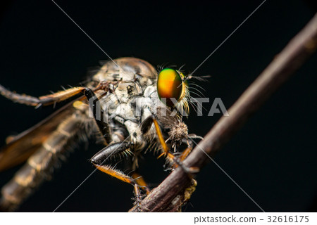 Male Robberfly (Neoitamus flavofemoratus) Male Robberfly (Neoitamus flavofemoratus) 32616175