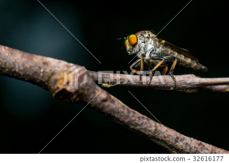 Male Robberfly (Neoitamus flavofemoratus) 32616177