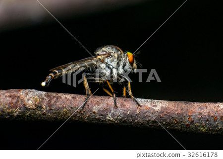 Male Robberfly (Neoitamus flavofemoratus) Male Robberfly (Neoitamus flavofemoratus) 32616178