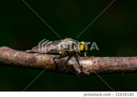 Male Robberfly (Neoitamus flavofemoratus) 32616180