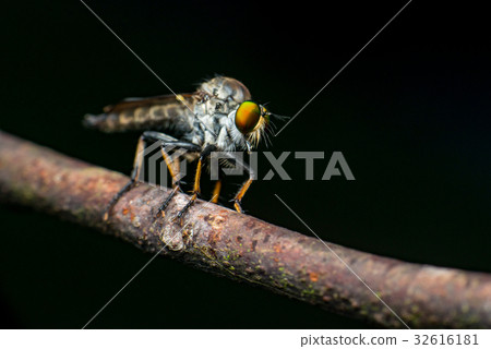 Male Robberfly (Neoitamus flavofemoratus) Male Robberfly (Neoitamus flavofemoratus) 32616181