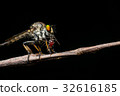 Male Robberfly (Neoitamus flavofemoratus) 32616185