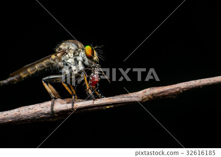 Male Robberfly (Neoitamus flavofemoratus) Male Robberfly (Neoitamus flavofemoratus) 32616185