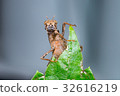 Brown monkey grasshopper (Erianthus versicolor) 32616219