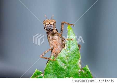 Brown monkey grasshopper (Erianthus versicolor) Brown monkey grasshopper (Erianthus versicolor) 32616219