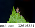 Brown monkey grasshopper (Erianthus versicolor) 32616221