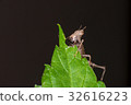 Brown monkey grasshopper (Erianthus versicolor) 32616223
