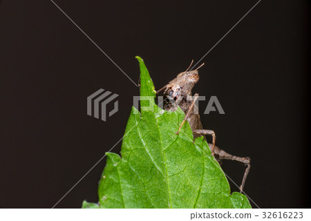 Brown monkey grasshopper (Erianthus versicolor) Brown monkey grasshopper (Erianthus versicolor) 32616223