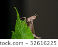 Brown monkey grasshopper (Erianthus versicolor) 32616225