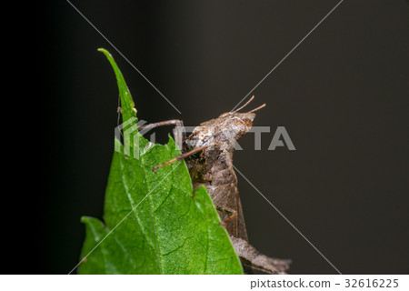 Brown monkey grasshopper (Erianthus versicolor) Brown monkey grasshopper (Erianthus versicolor) 32616225
