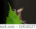 Brown monkey grasshopper (Erianthus versicolor) 32616227