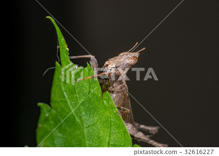 Brown monkey grasshopper (Erianthus versicolor) Brown monkey grasshopper (Erianthus versicolor) 32616227