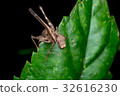 Brown monkey grasshopper (Erianthus versicolor) 32616230