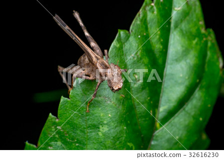 Brown monkey grasshopper (Erianthus versicolor) Brown monkey grasshopper (Erianthus versicolor) 32616230