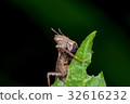 Brown monkey grasshopper (Erianthus versicolor) 32616232
