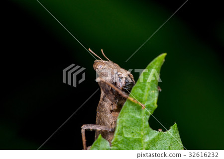 Brown monkey grasshopper (Erianthus versicolor) 32616232