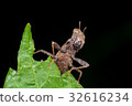 Brown monkey grasshopper (Erianthus versicolor) 32616234