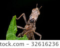Brown monkey grasshopper (Erianthus versicolor) 32616236
