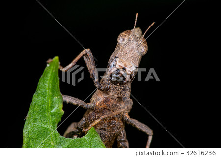 Brown monkey grasshopper (Erianthus versicolor) Brown monkey grasshopper (Erianthus versicolor) 32616236