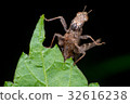 Brown monkey grasshopper (Erianthus versicolor) 32616238