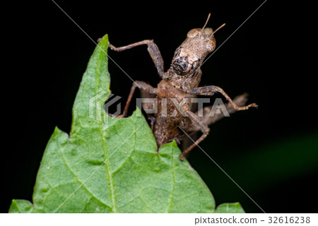 Brown monkey grasshopper (Erianthus versicolor) Brown monkey grasshopper (Erianthus versicolor) 32616238