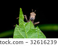 Brown monkey grasshopper (Erianthus versicolor) 32616239