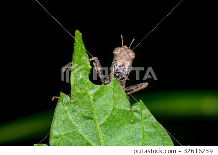 Brown monkey grasshopper (Erianthus versicolor) Brown monkey grasshopper (Erianthus versicolor) 32616239