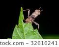 Brown monkey grasshopper (Erianthus versicolor) 32616241