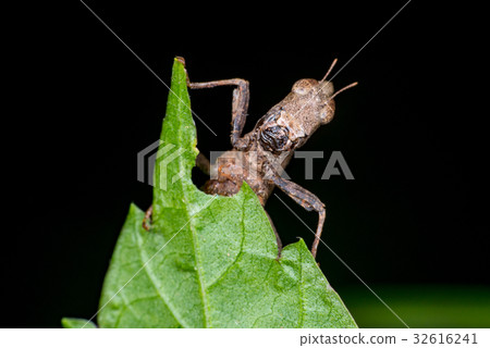 Brown monkey grasshopper (Erianthus versicolor) 32616241
