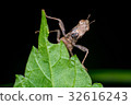 Brown monkey grasshopper (Erianthus versicolor) 32616243