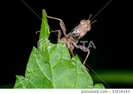 Brown monkey grasshopper (Erianthus versicolor) Brown monkey grasshopper (Erianthus versicolor) 32616243