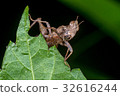 Brown monkey grasshopper (Erianthus versicolor) 32616244