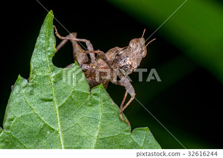 Brown monkey grasshopper (Erianthus versicolor) 32616244