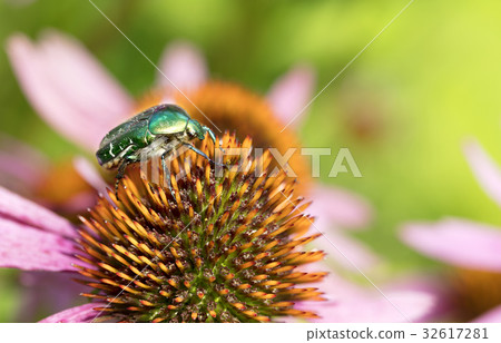 Bright green Chapfer on a flower of Echinacea 32617281