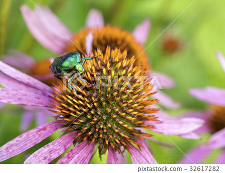 Bright green Chapfer on a flower of Echinacea 32617282