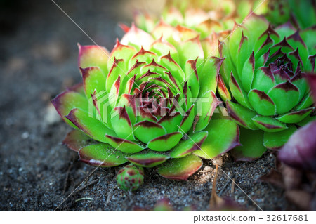 Sempervivum tectorum macro Sempervivum tectorum macro 32617681