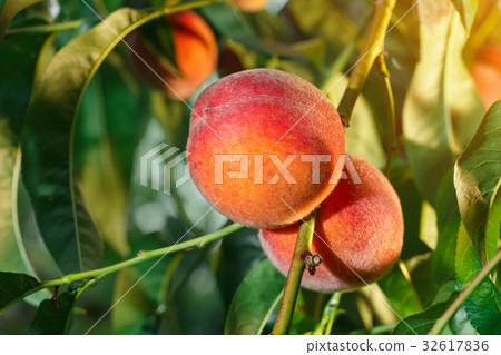 ripe peaches in garden ripe peaches in garden 32617836