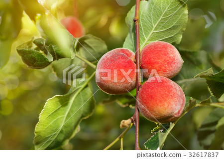 ripe peaches in garden ripe peaches in garden 32617837