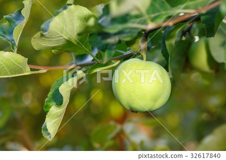 green apple on a branch green apple on a branch 32617840