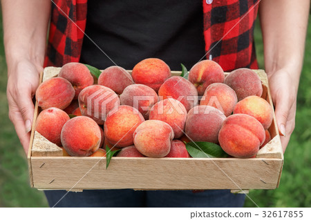 hands holding crate of peaches 32617855