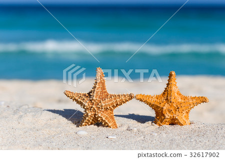 Two starfishes on caribbean sandy beach Two starfishes on caribbean sandy beach 32617902