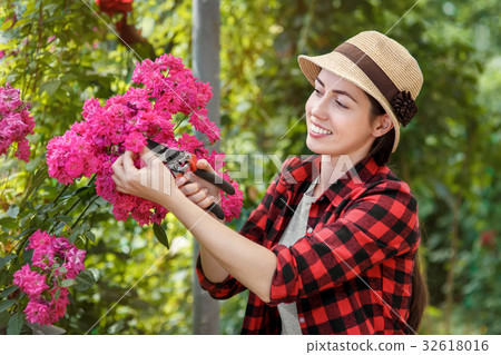 gardener trimming rose bush gardener trimming rose bush 32618016