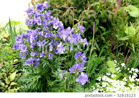 Poremonium (Western Hanashinobu) 32618123