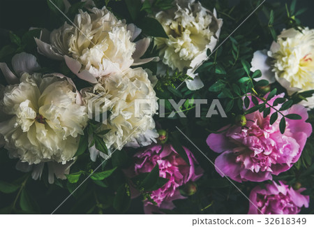 White and pink peony flowers over dark background 32618349