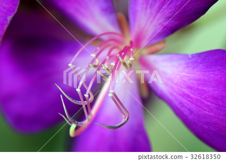 Clematis Clematis 32618350